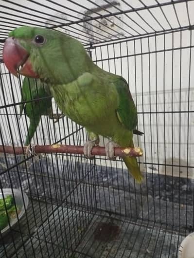 RAW parrots
