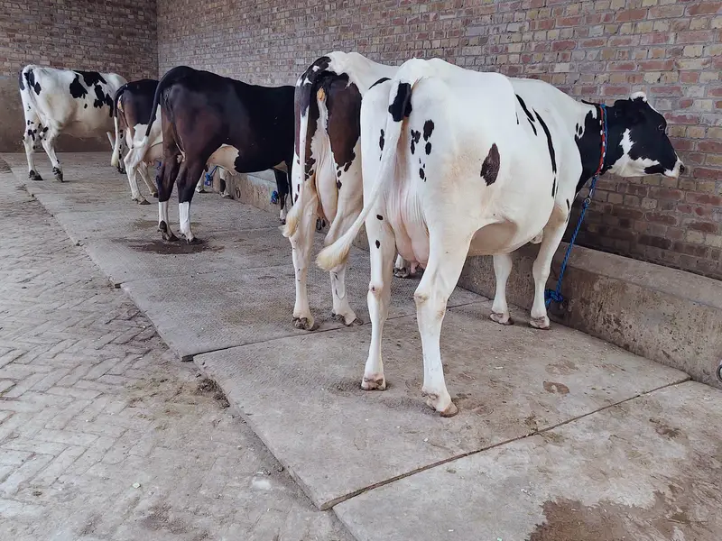 cows for sale — photo 2