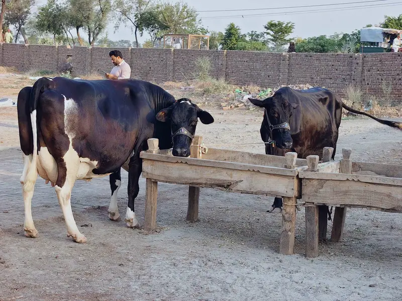cows for sale — photo 3