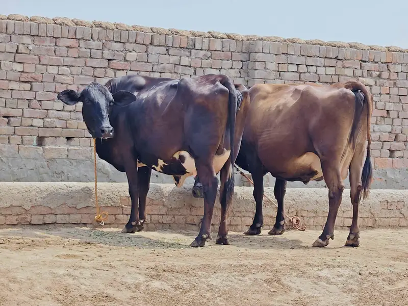 cows for sale — photo 4