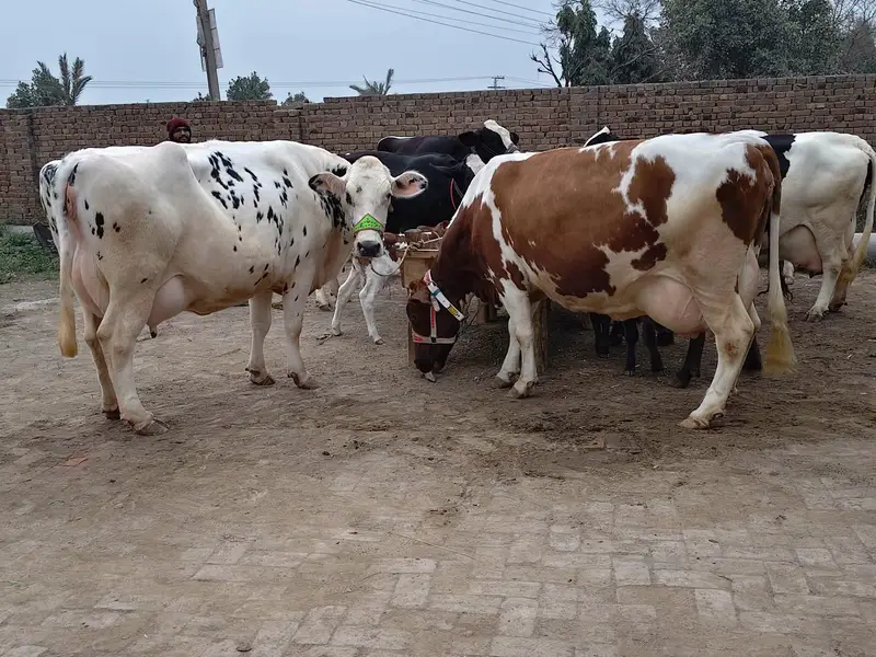 cows for sale — photo 5
