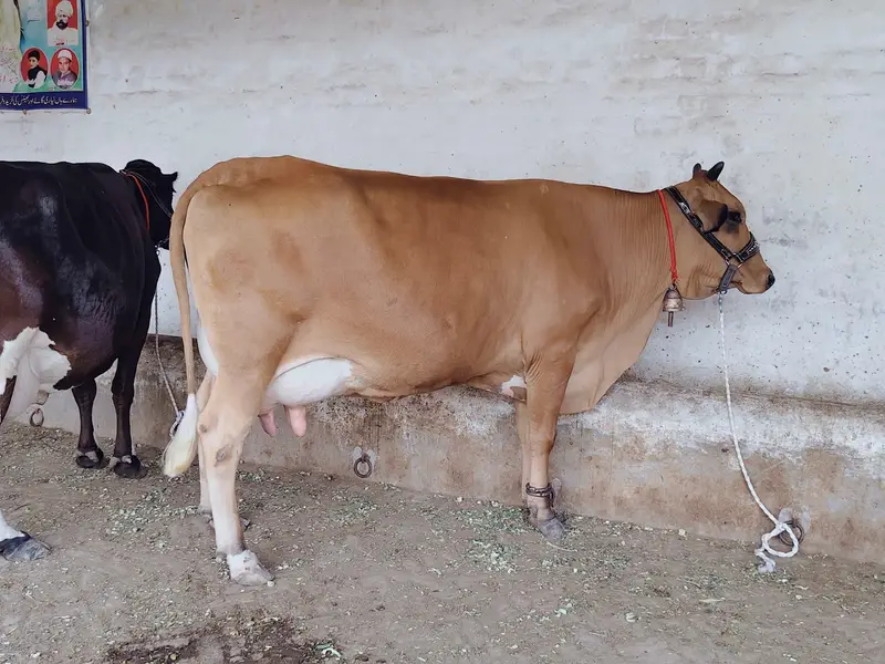 cows for sale — photo 6