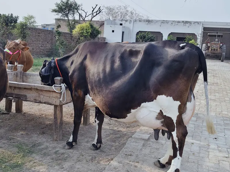 cows for sale — photo 7
