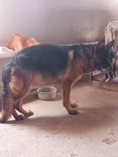 German Shepherd Female For Sale