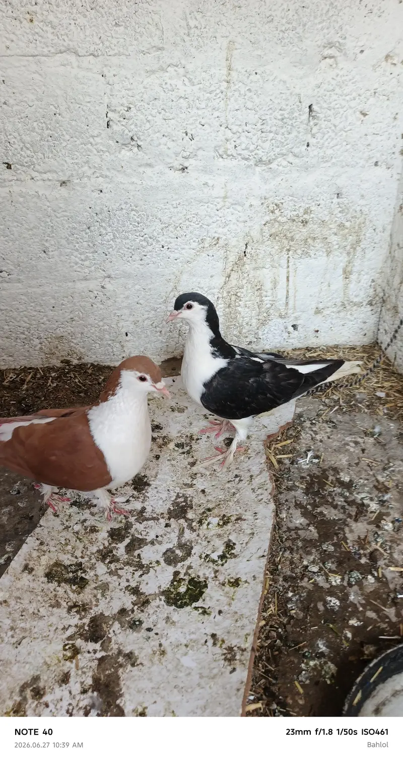 2 PURE  LAHORI SHERAZI PAIR — photo 2