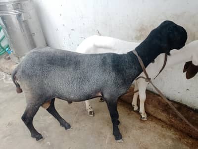 selling my sheep