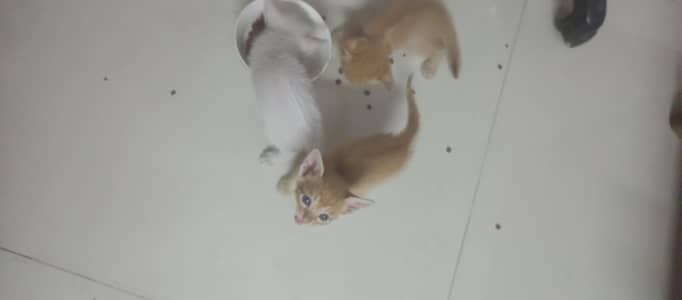 Kittens Available