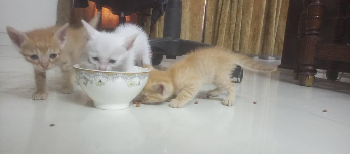 Kittens Available 1