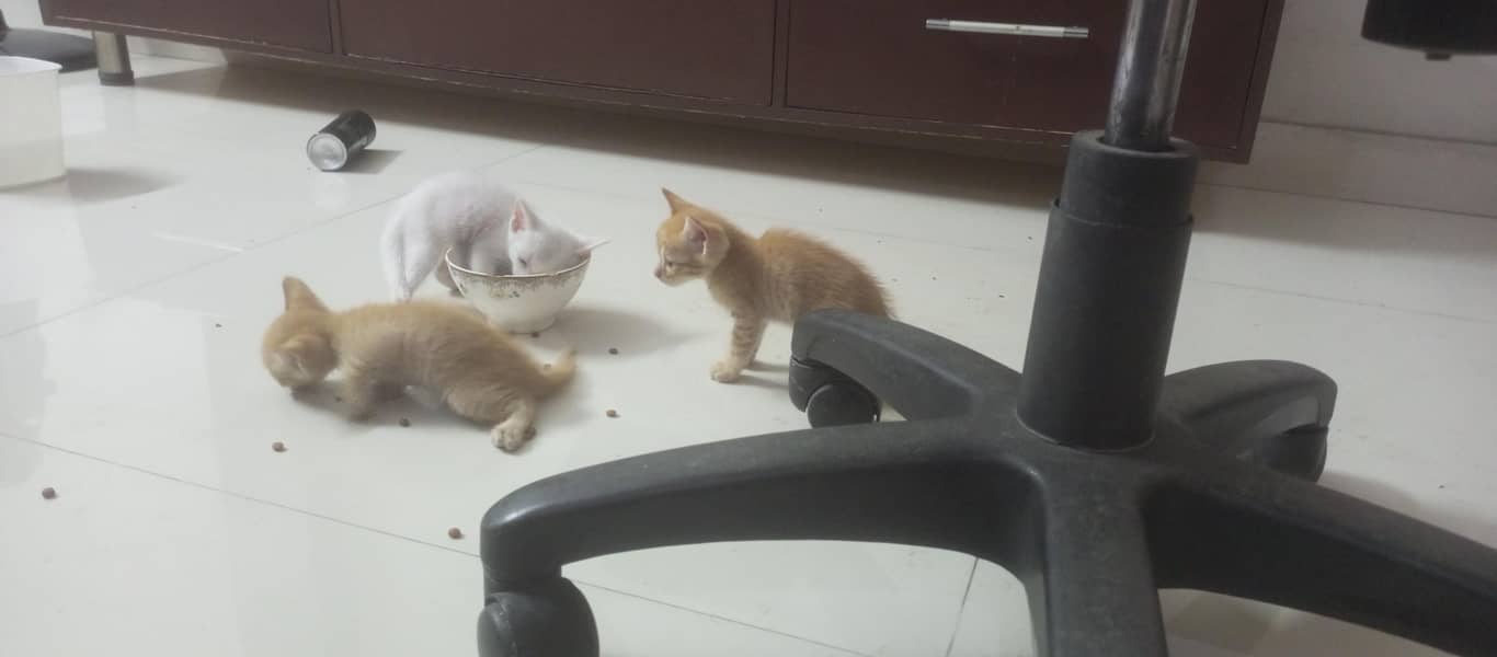 Kittens Available 2