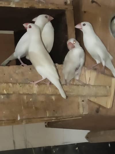 java birds 0321 7655832