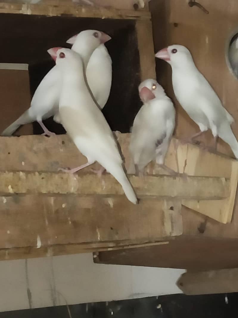 java birds 0321 7655832 0