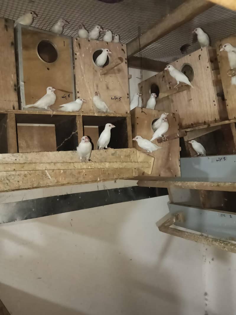 java birds 0321 7655832 1