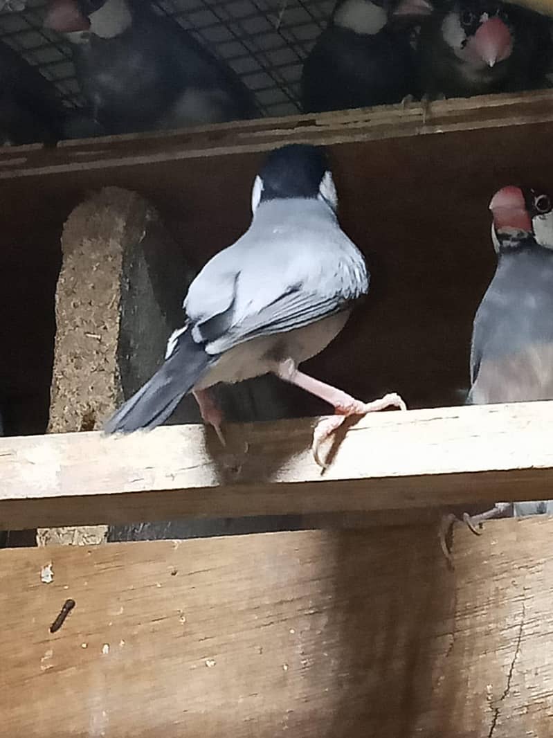 java birds 0321 7655832 2