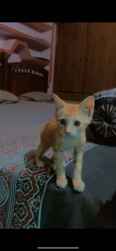 Russian cat baby