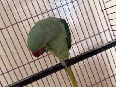 Parrot