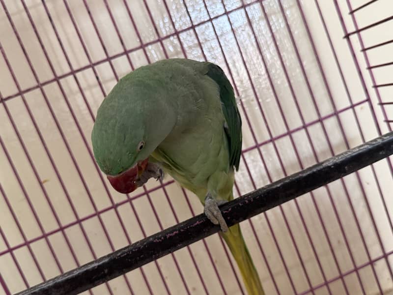 Parrot 0