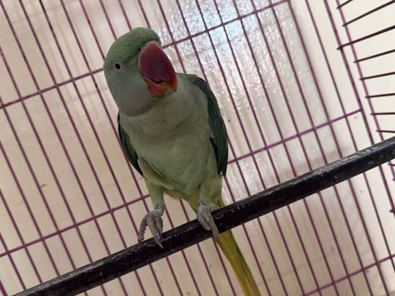 Parrot 1
