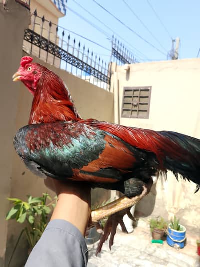 pure Aseel breed