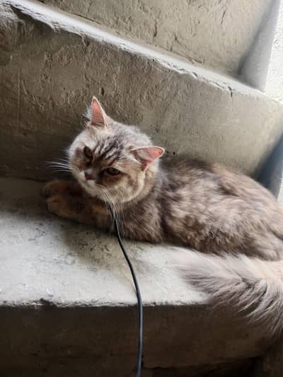 cat for sale so beautiful belkol thek hon