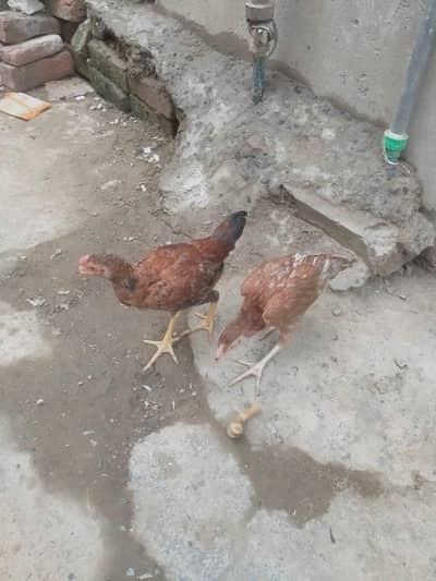 سیل مرغا مرغی ہے