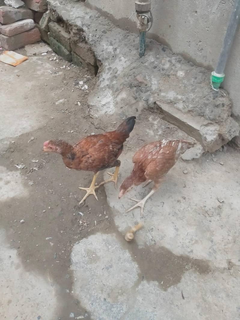 سیل مرغا مرغی ہے 0