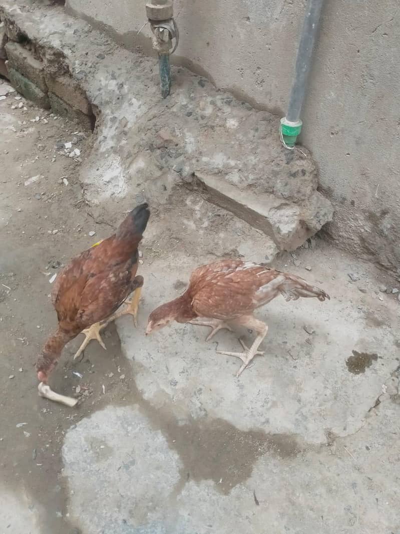 سیل مرغا مرغی ہے 1