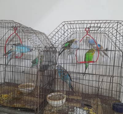 Australian parrots