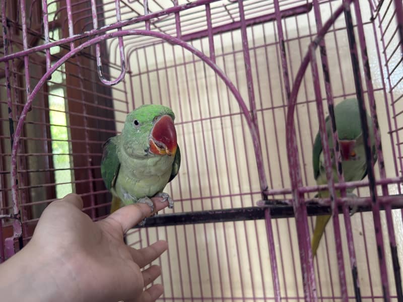 Parrot 2