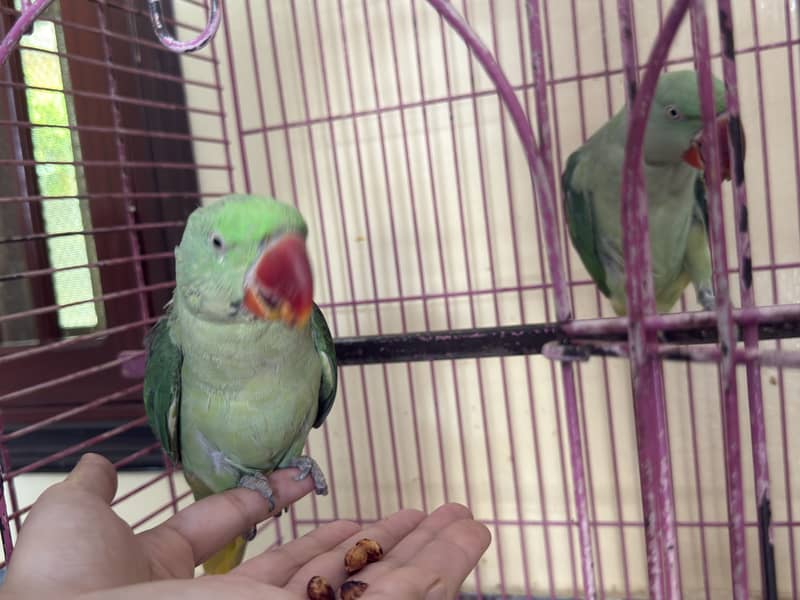 Parrot 3