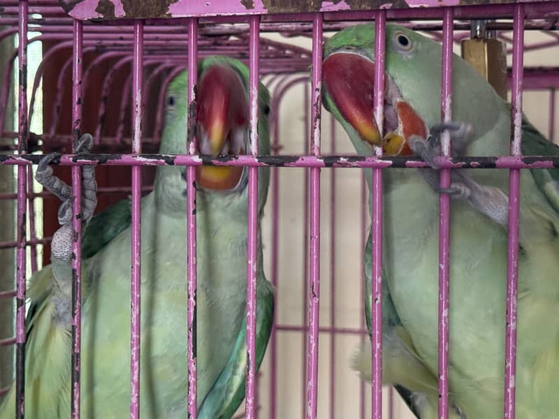 Parrot 4
