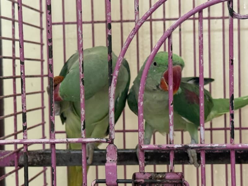Parrot 5