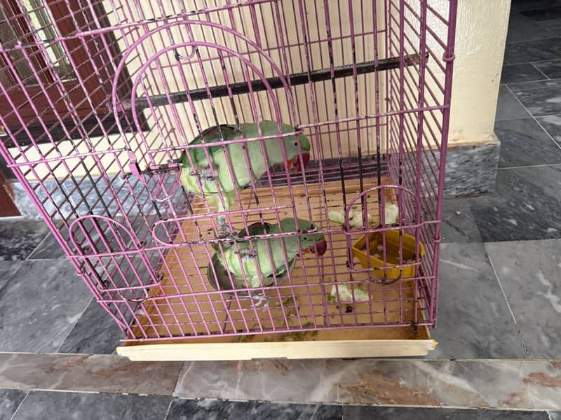 Parrot 6
