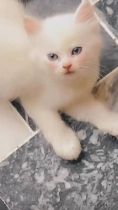 male cate