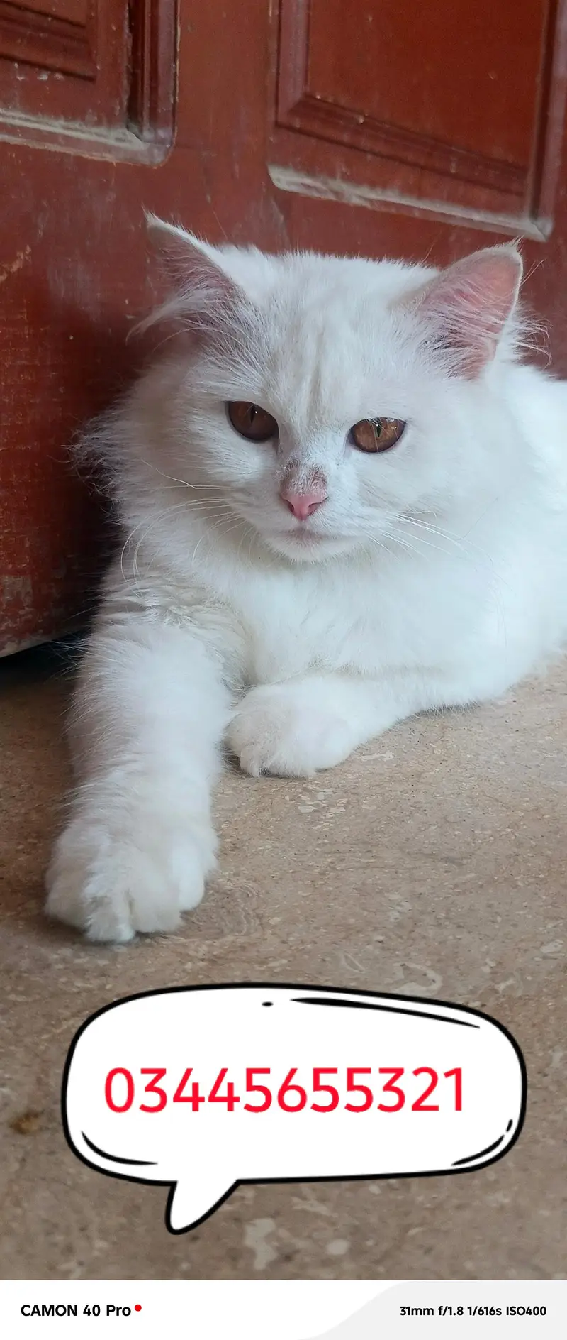 Persian cat