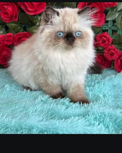 Persian kittens