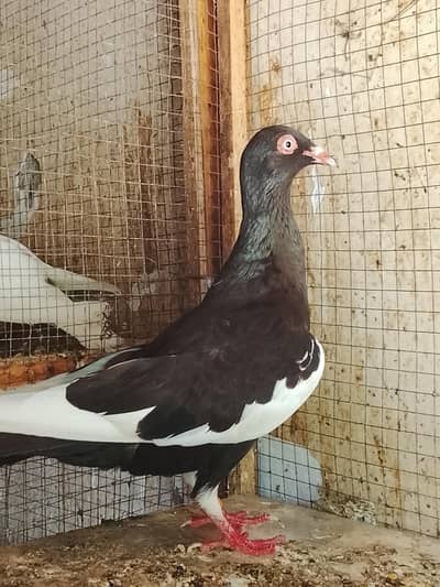 Danish pigeon