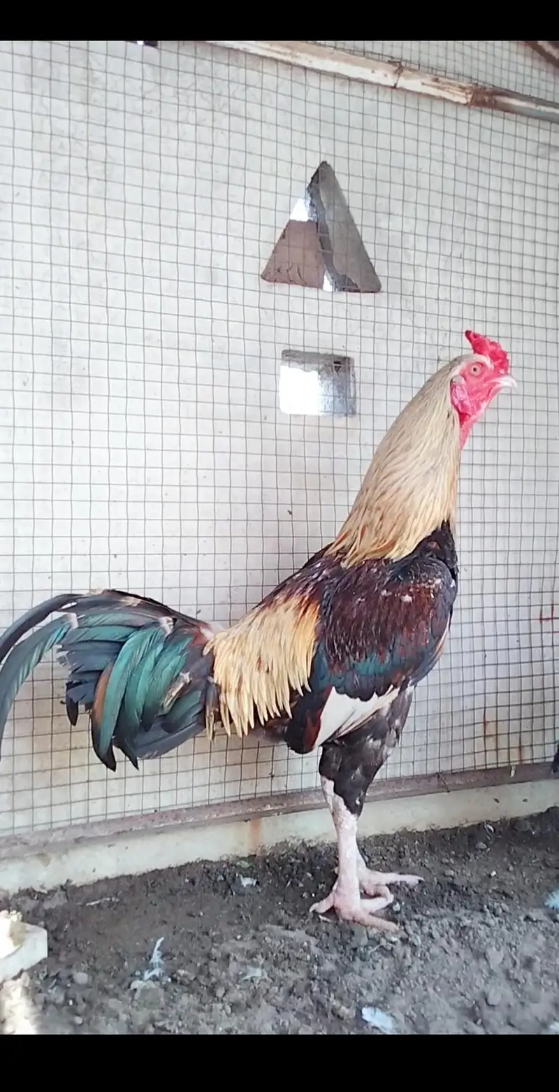 Quality Aseel bird available