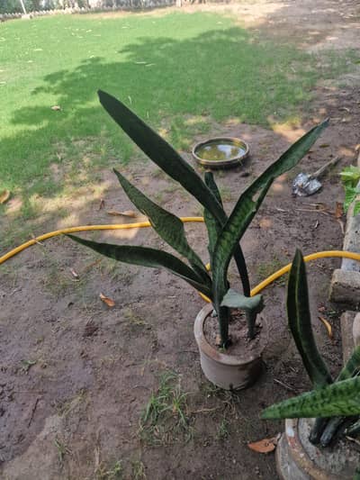 snake palm