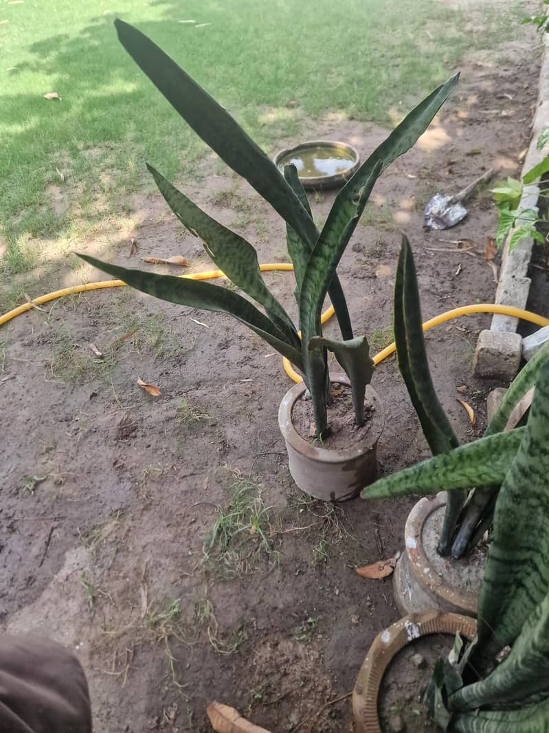 snake palm 1