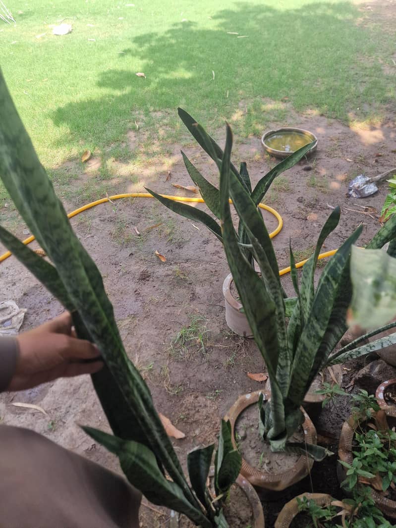 snake palm 2
