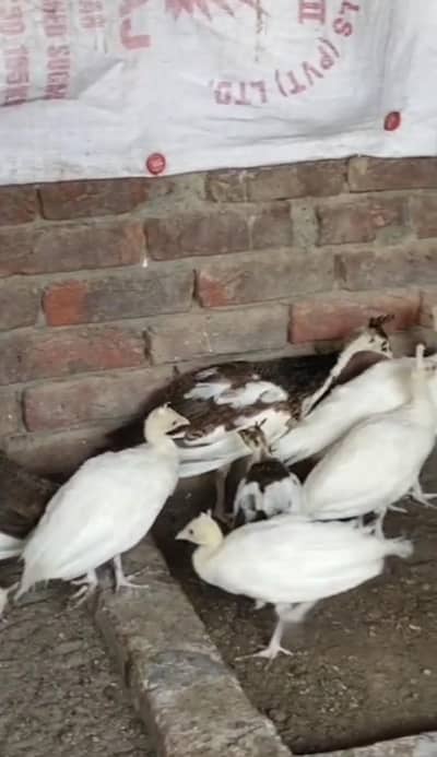 WHITE / PIED / JAWA PEACOCK CHICKS 4 MONTH AGE