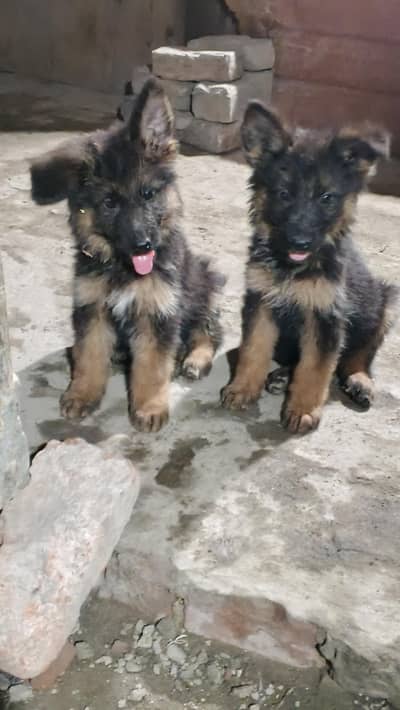 German shepherd  Long coat puppies