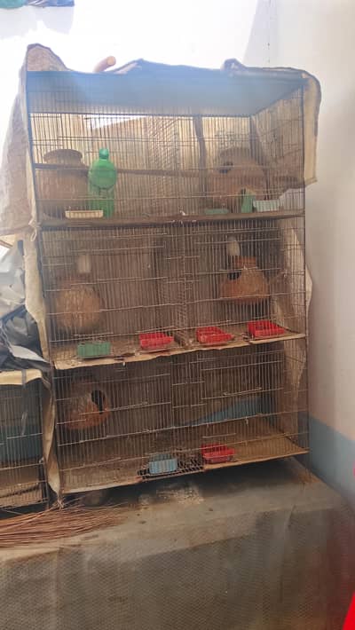 cage & albino