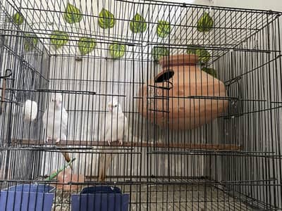 cocktail enno with cage