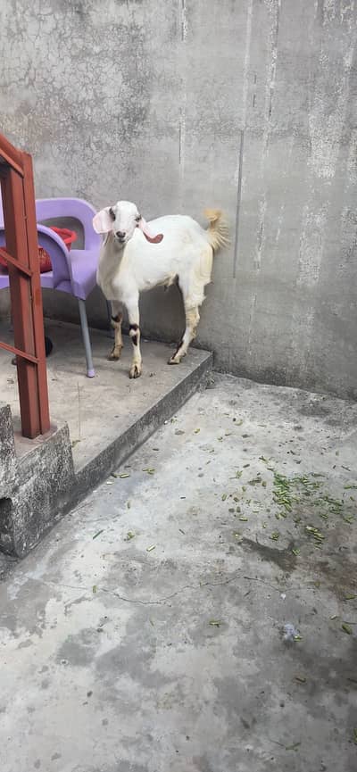 Ablak teddy bakra