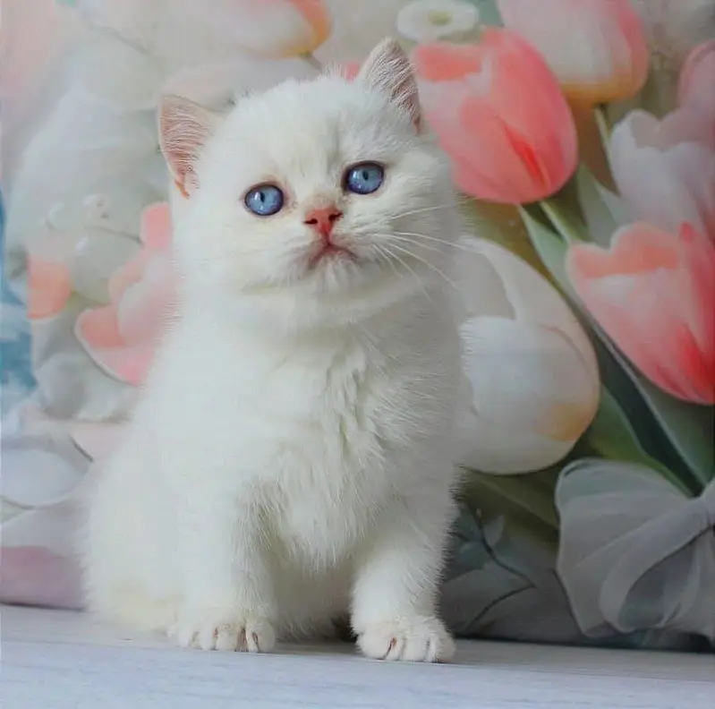 BRITISH SHORTHAIR | IMPORTED | PUREBRED