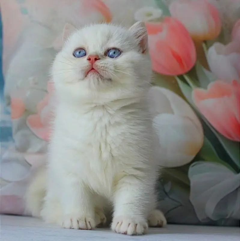 BRITISH SHORTHAIR | IMPORTED | PUREBRED — photo 3