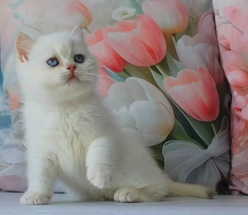 BRITISH SHORTHAIR | IMPORTED | PUREBRED — photo 4