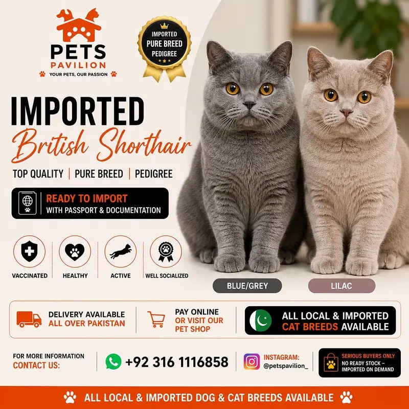 BRITISH SHORTHAIR | IMPORTED | PUREBRED — photo 7