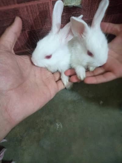 rabbits baby for sale